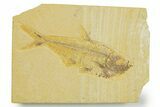 Detailed Fossil Fish (Diplomystus) - Wyoming #369442-1
